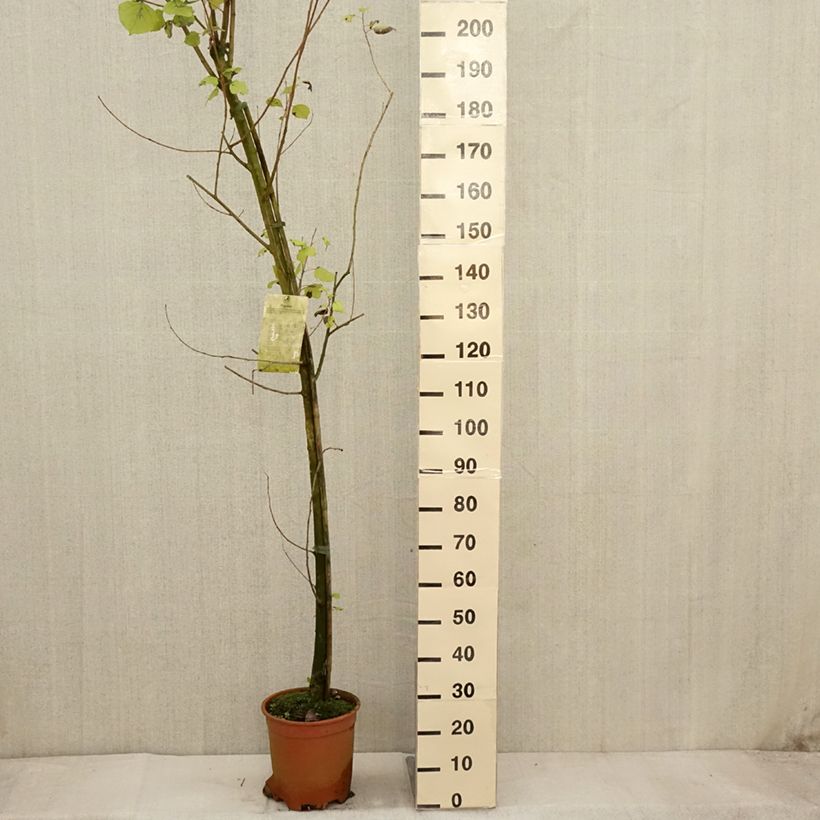Esimerkki syksyllä toimitetusta Peuplier Robusta - Populus euramericana (canadensis) Pot de 7,5L/10L-taimesta
