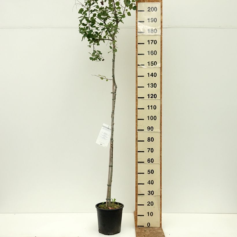 Esimerkki kesällä toimitetusta Haapa - Populus tremula 7,5 litran / 10 litran ruukku-taimesta