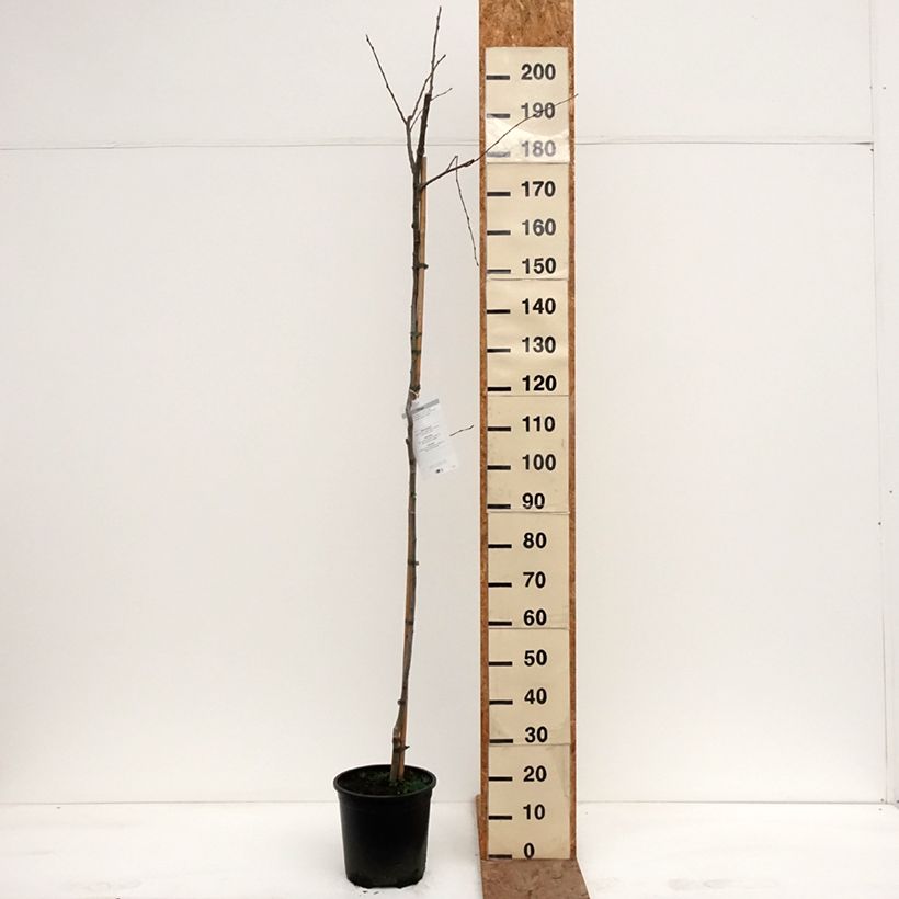 Esimerkki talvella toimitetusta Haapa - Populus tremula Pot de 7,5L/10L-taimesta