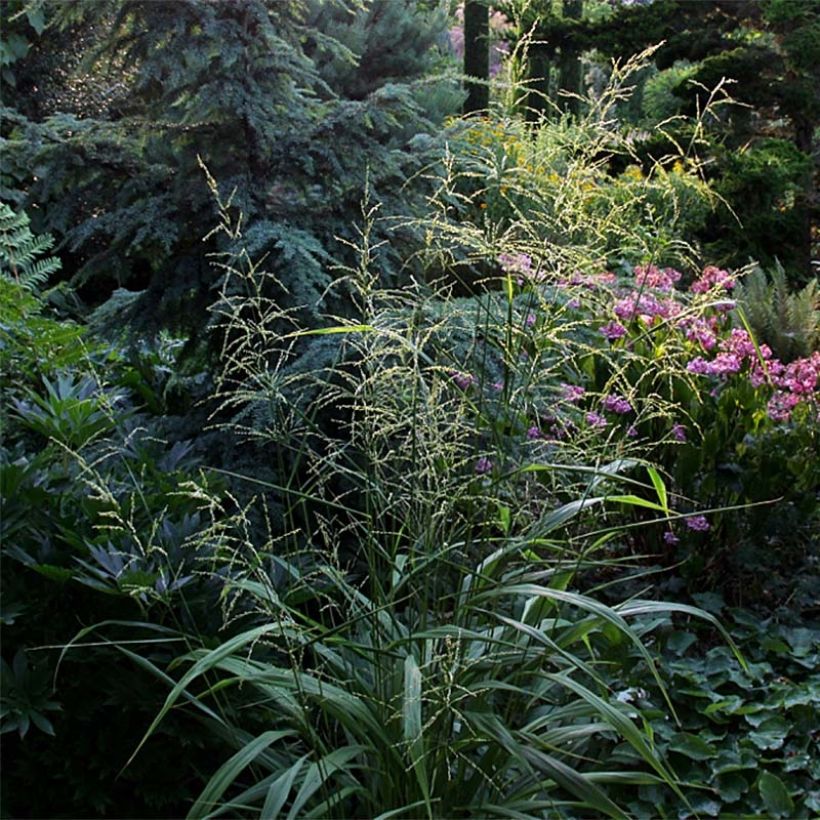 Phaenosperma globosa (Kasvutapa)
