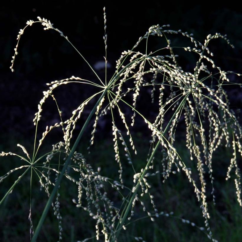 Phaenosperma globosa (Kukinta)