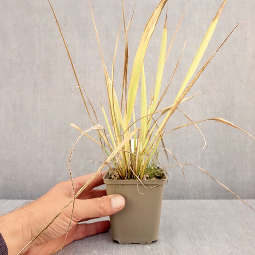 Esimerkki syksyllä toimitetusta Phaenosperma globosa 8/9 cm taimiruukku-taimesta