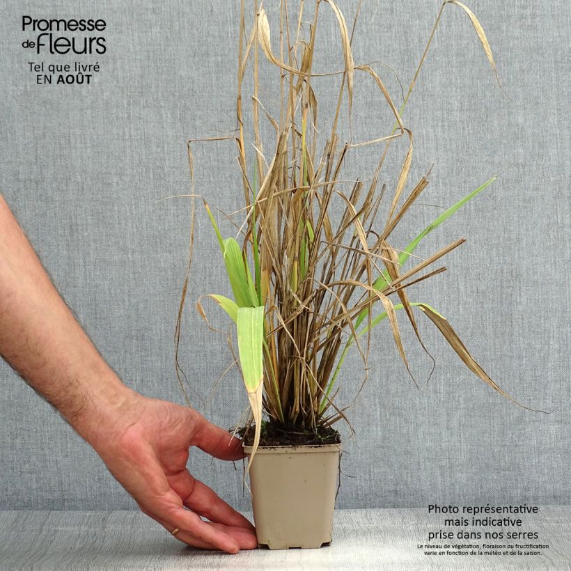 Esimerkki kesällä toimitetusta Phaenosperma globosa Taimiruukku 8/9 cm-taimesta