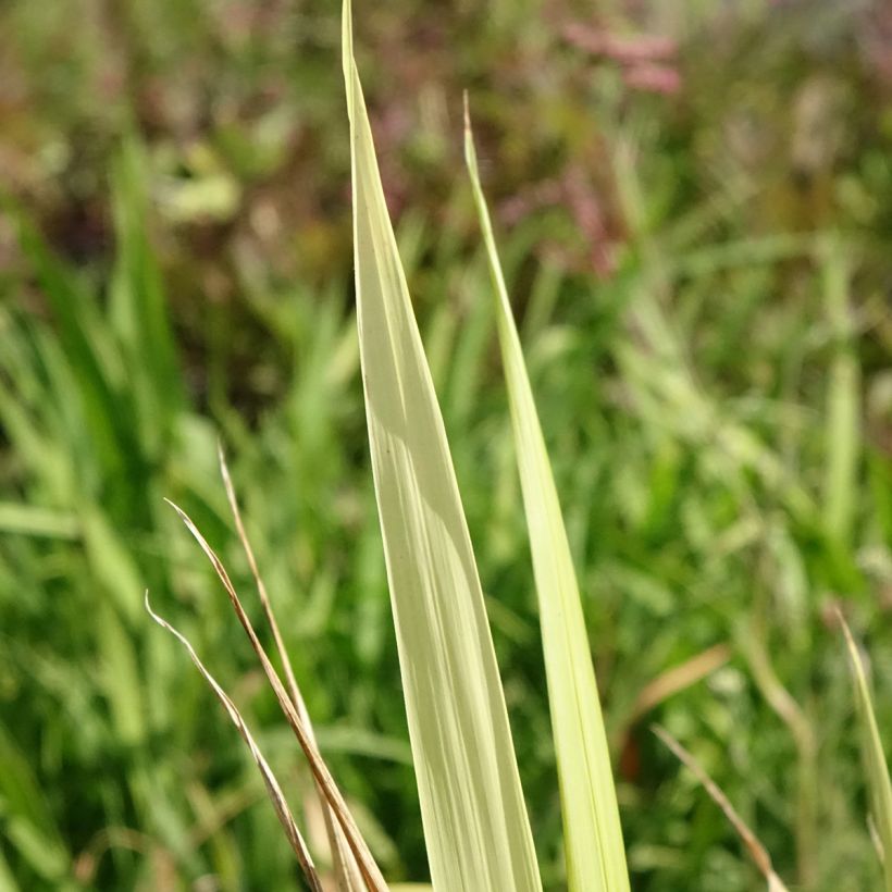 Phaenosperma globosa (Lehvistö)