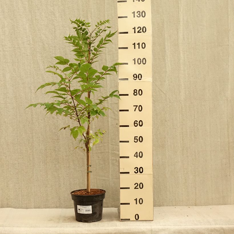 Esimerkki kesällä toimitetusta Amurinkorkkipuu - Phellodendron amurense Pot de 4L/5L-taimesta