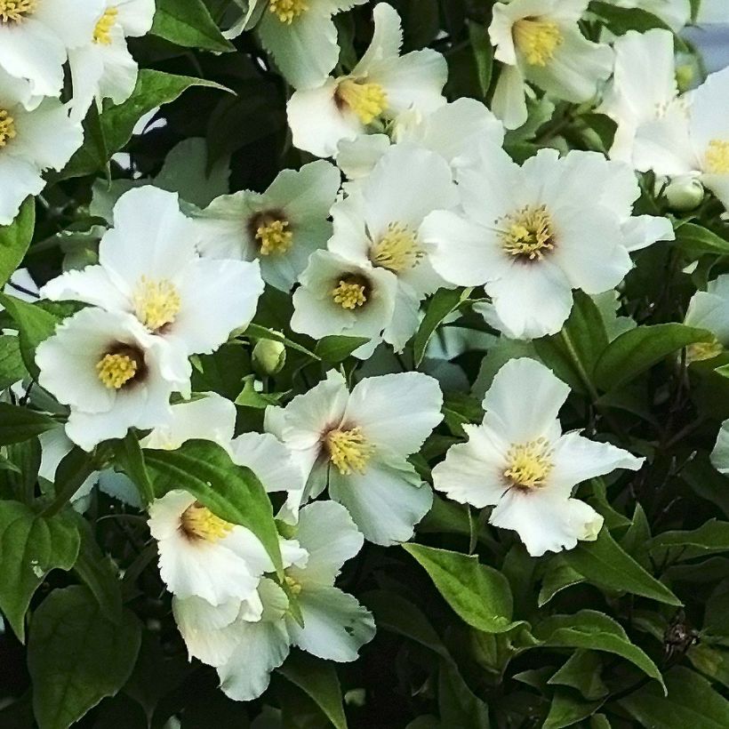 Jasmike Belle Etoile (Kukinta)