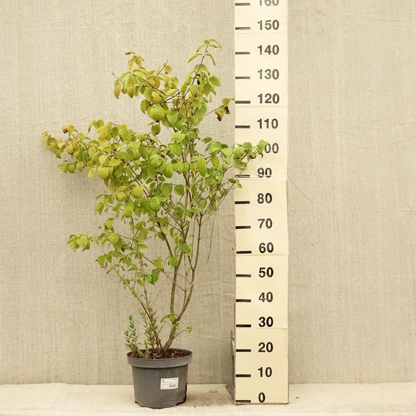 Esimerkki kesällä toimitetusta Jasmikkee Bouquet Blanc Pot de 7,5L/10L-taimesta