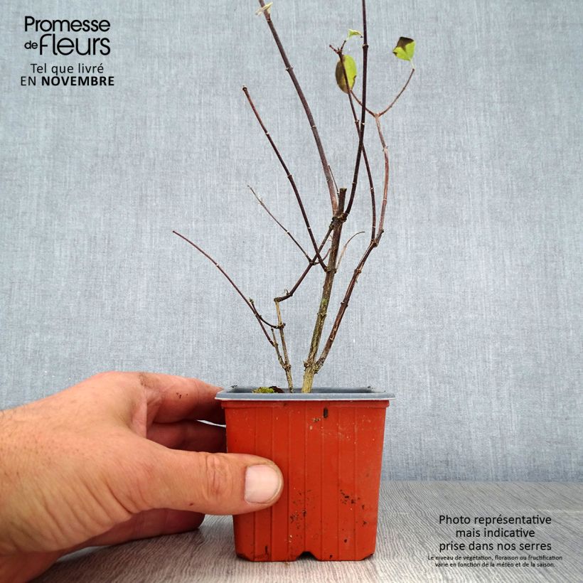 Esimerkki syksyllä toimitetusta Pihajasmike - Philadelphus coronarius 8/9 cm taimiruukku-taimesta