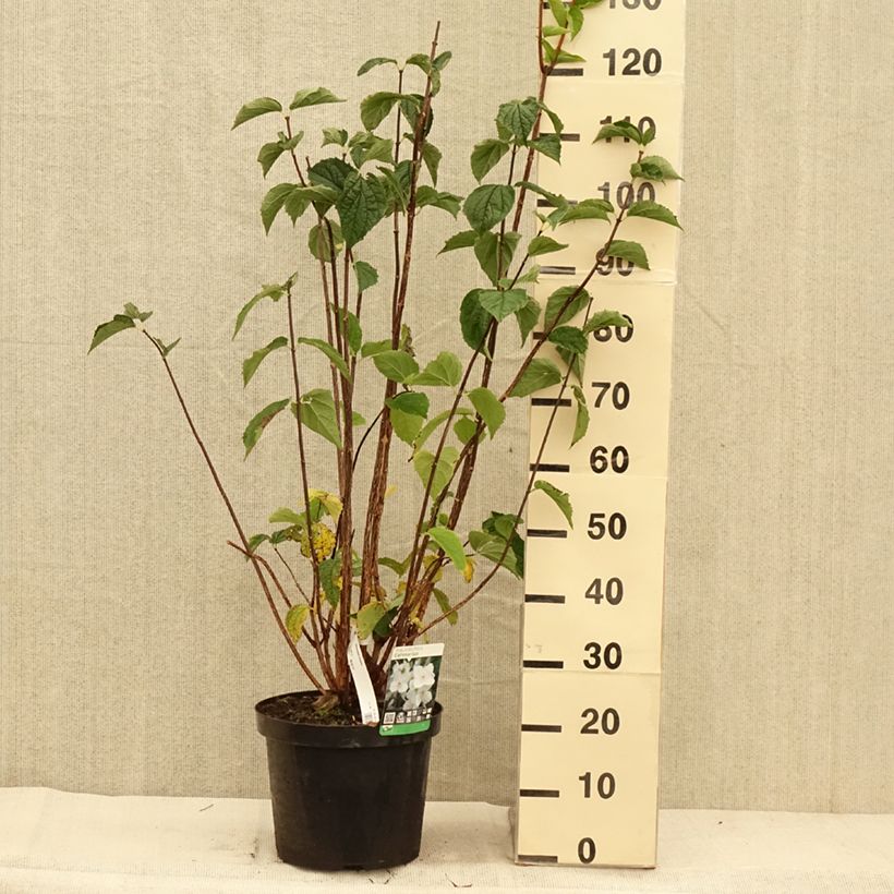 Esimerkki syksyllä toimitetusta Pihajasmike - Philadelphus coronarius 4 litran/5 litran ruukku-taimesta