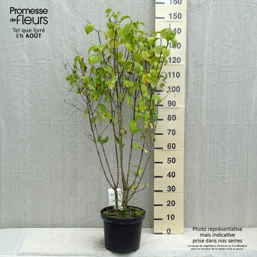 Esimerkki kesällä toimitetusta Pihajasmike - Philadelphus coronarius Ruukku 4L / 5L-taimesta