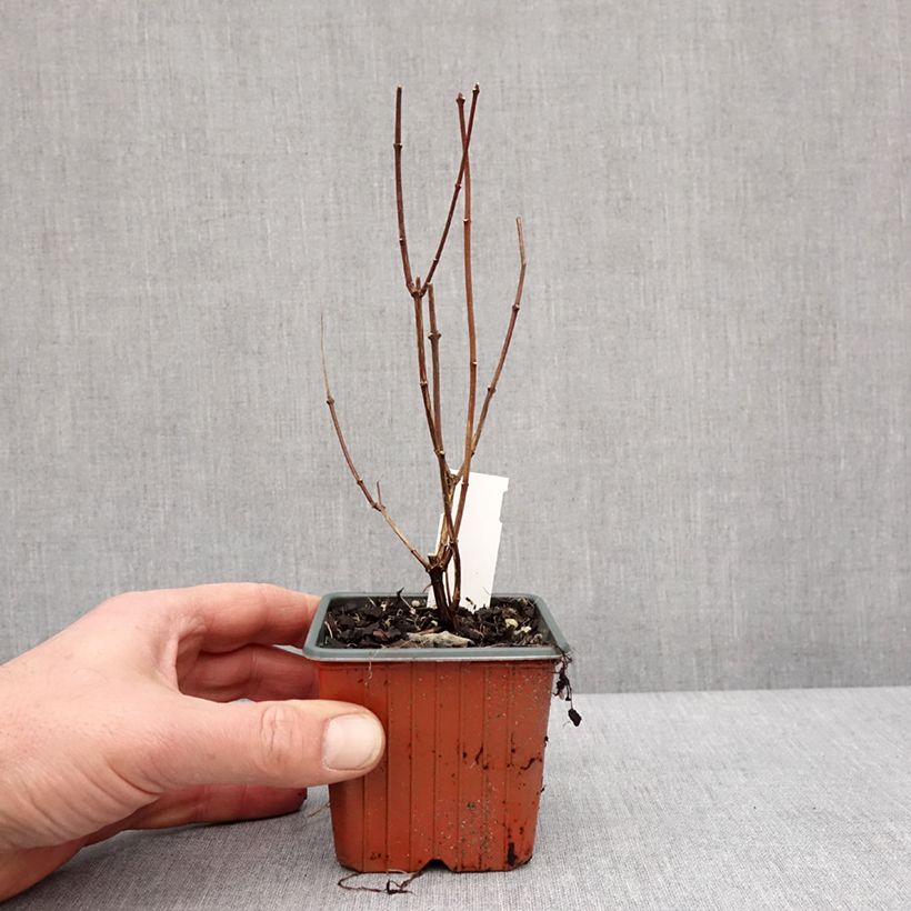 Esimerkki talvella toimitetusta Jasmike Dame Blanche 8/9 cm taimiruukku-taimesta
