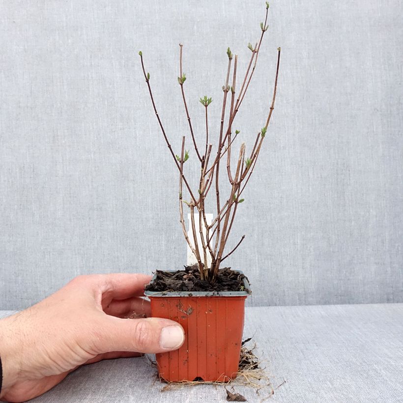 Esimerkki keväällä toimitetusta Jasmike Dame Blanche Godet de 8/9 cm-taimesta