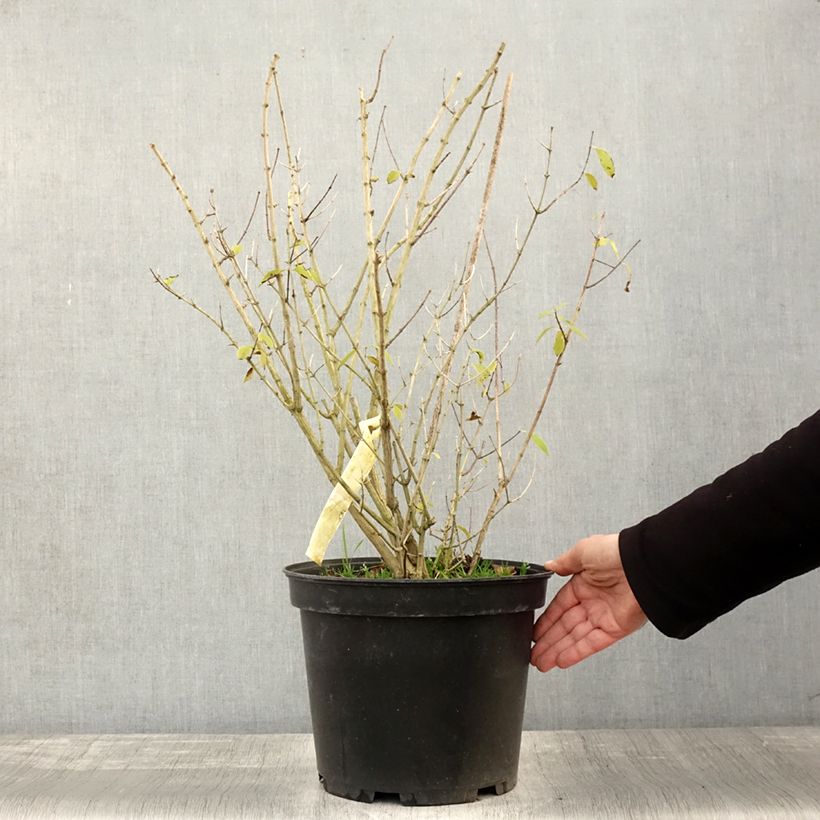 Esimerkki syksyllä toimitetusta Seringat des Jardins - Philadelphus Innocence Pot de 7,5L/10L-taimesta