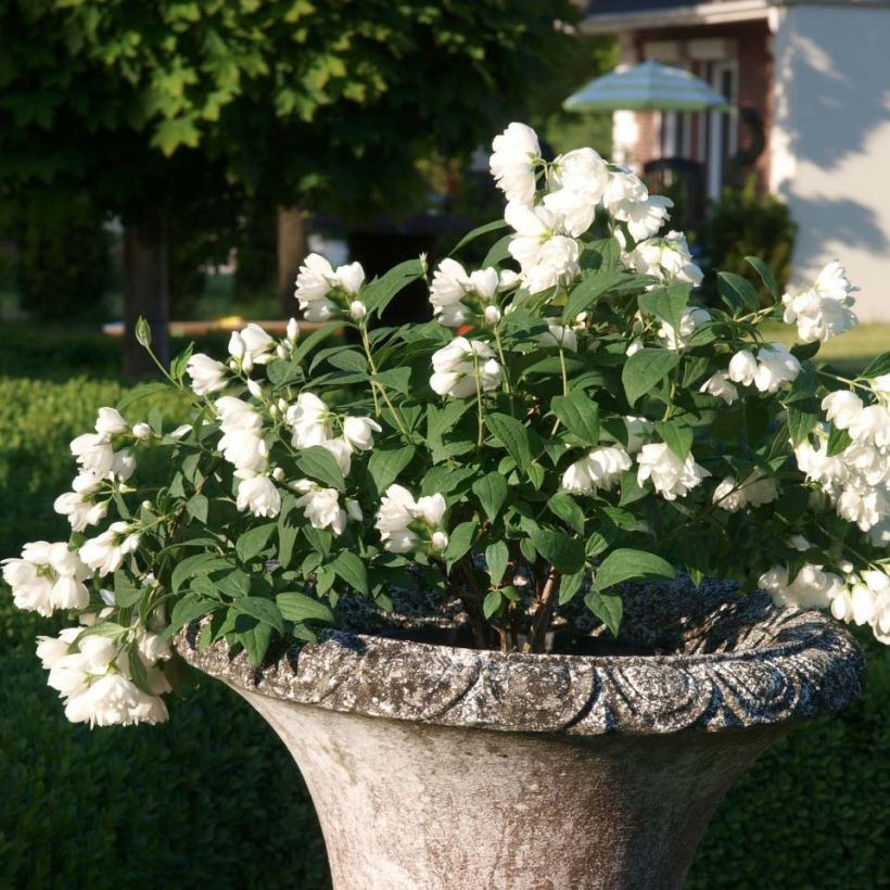 Jasmike Little White Love (Kasvutapa)