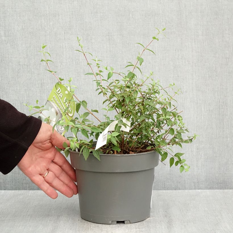 Esimerkki syksyllä toimitetusta Jasmike Petite Perfume White 3 litran/4 litran ruukku-taimesta