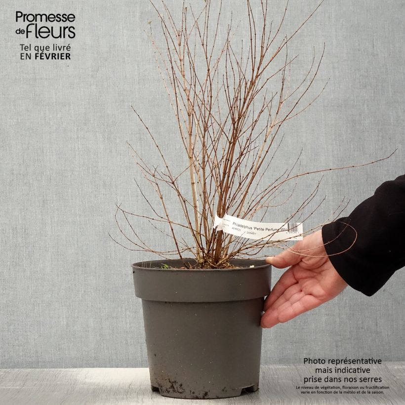 Esimerkki talvella toimitetusta Philadelphus Petite Perfume White Pot de 3L/4L-taimesta