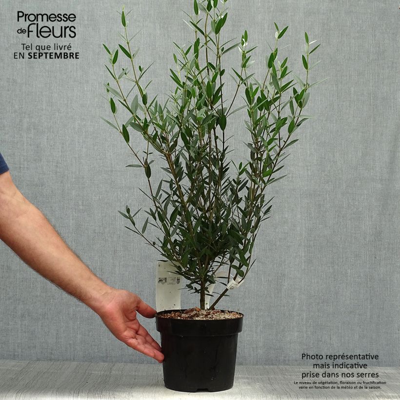 Esimerkki syksyllä toimitetusta Kaitapiipensas - Phillyrea angustifolia 2 litran/3 litran ruukku-taimesta