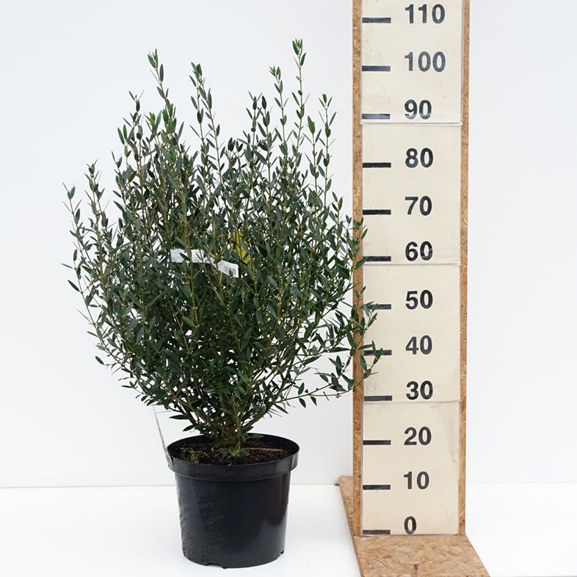 Esimerkki syksyllä toimitetusta Kaitapiipensas - Phillyrea angustifolia 7,5 litran / 10 litran ruukku-taimesta