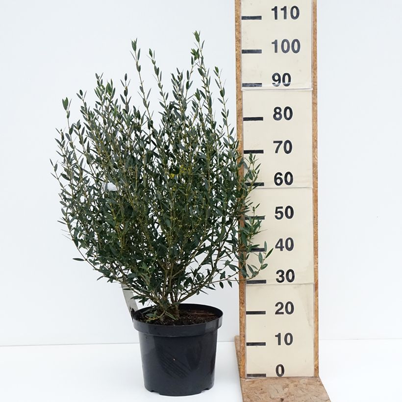 Esimerkki talvella toimitetusta Kaitapiipensas - Phillyrea angustifolia Pot de 7,5L/10L-taimesta