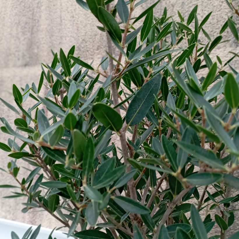 Kaitapiipensas GreenQuick (Lehvistö)