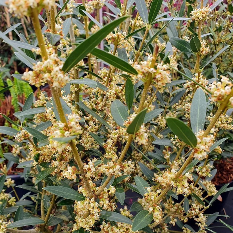 Kaitapiipensas GreenQuick (Kukinta)