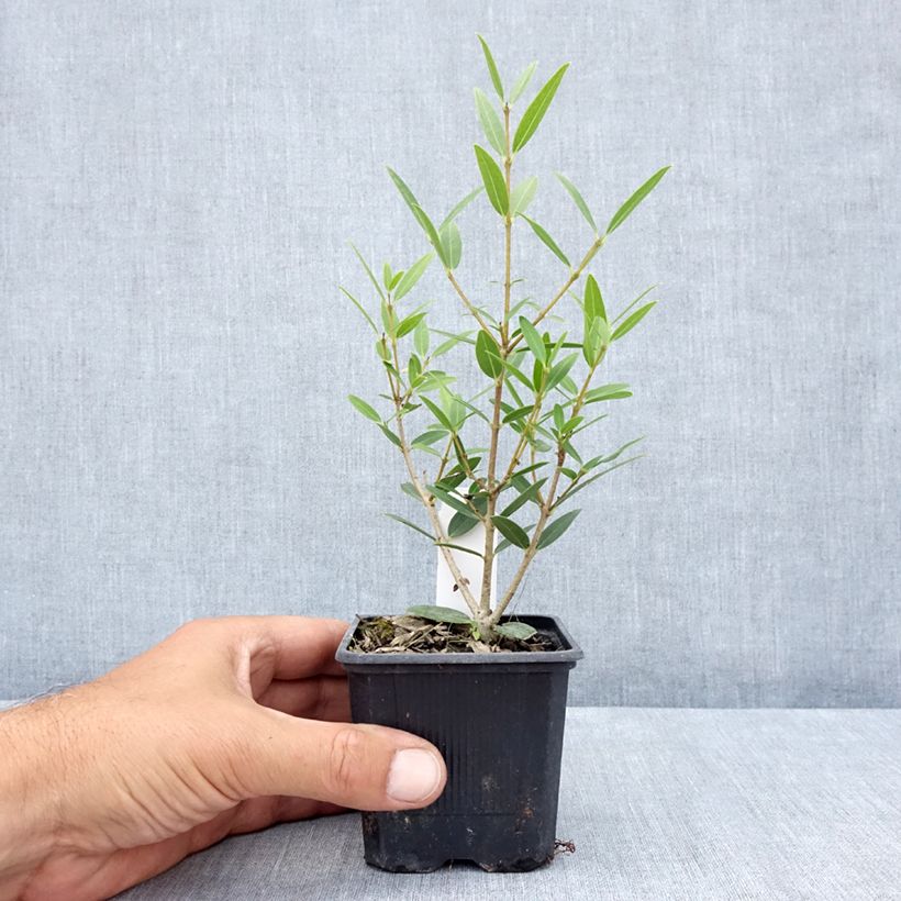 Esimerkki kesällä toimitetusta Kaitapiipensas Green Up 8/9 cm taimiruukku-taimesta