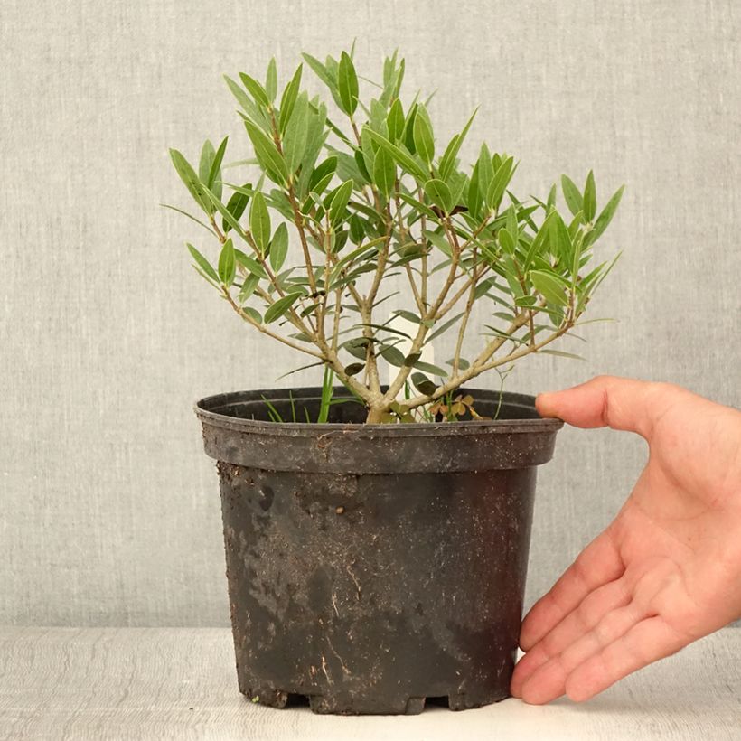 Esimerkki kesällä toimitetusta Kaitapiipensas Green Up 3 litran/4 litran ruukku-taimesta