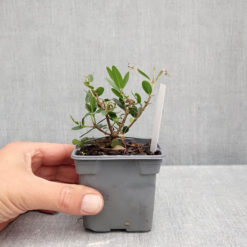 Esimerkki syksyllä toimitetusta Kaitapiipensas GreenQuick 8/9 cm taimiruukku-taimesta