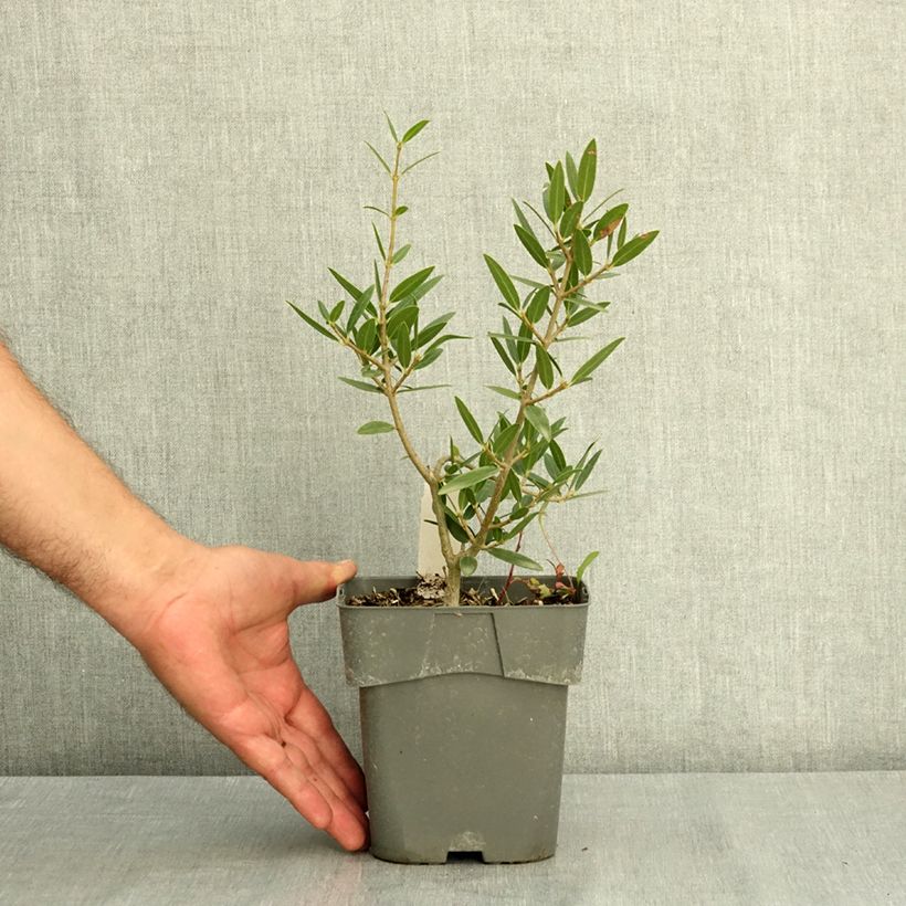 Esimerkki kesällä toimitetusta Kaitapiipensas GreenQuick 2 litran/3 litran ruukku-taimesta