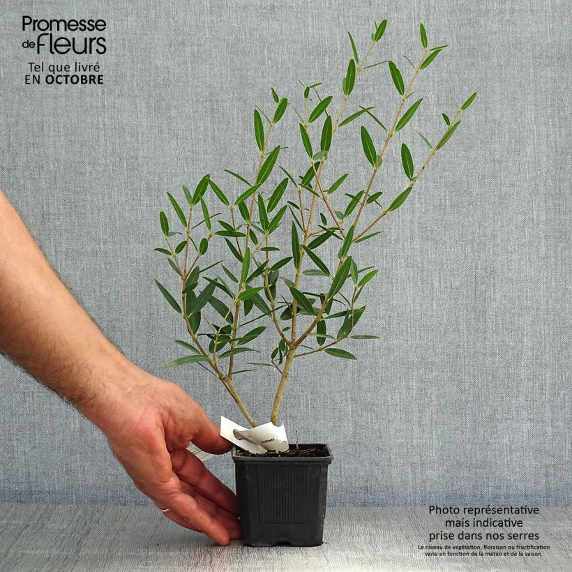 Esimerkki syksyllä toimitetusta Kaitapiipensas Rosmarinifolia 8/9 cm taimiruukku-taimesta
