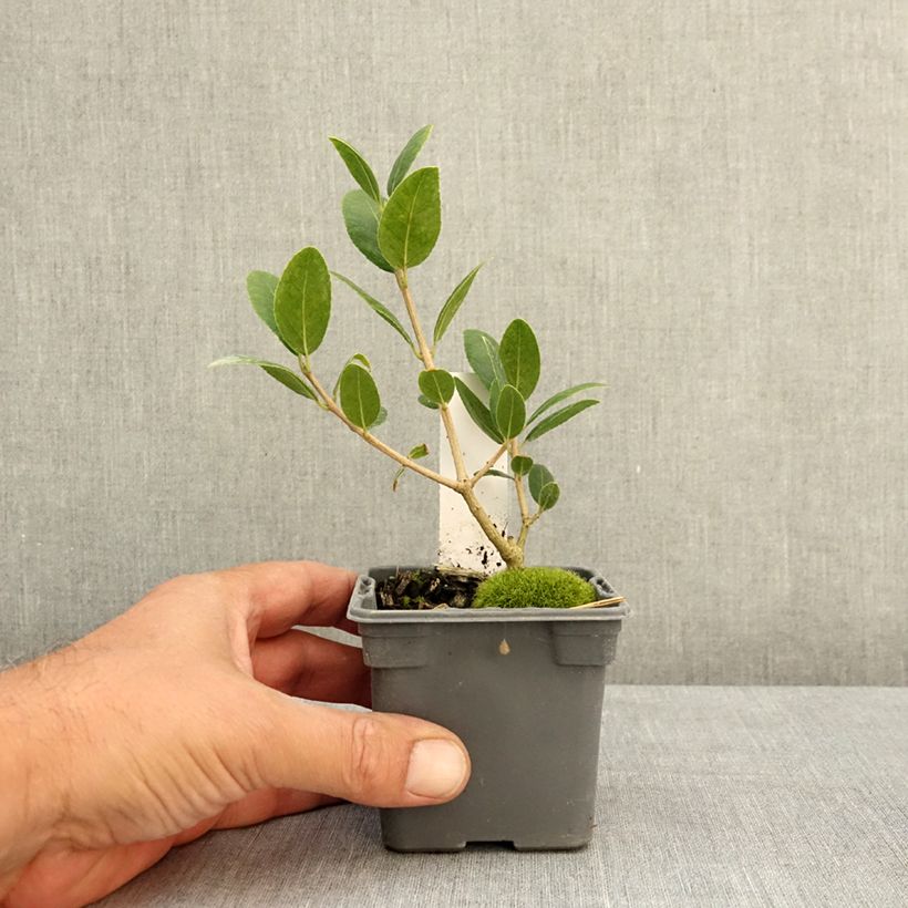 Esimerkki kesällä toimitetusta Leveäpiipensas - Phillyrea latifolia 8/9 cm taimiruukku-taimesta