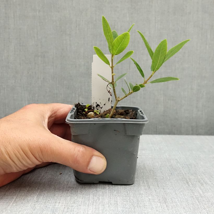 Esimerkki keväällä toimitetusta Leveäpiipensas - Phillyrea latifolia 8/9 cm taimiruukku-taimesta