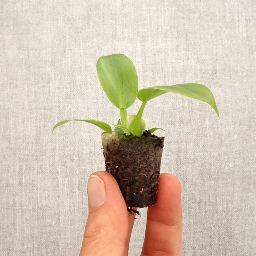 Esimerkki keväällä toimitetusta Philodendron applanatum Mini-plante-taimesta