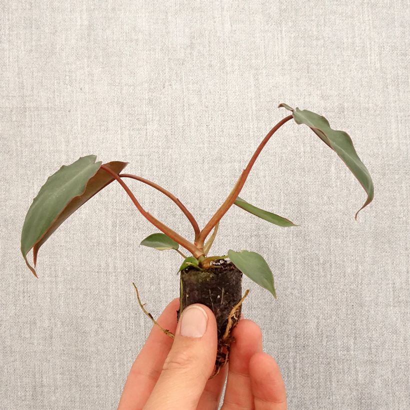 Esimerkki keväällä toimitetusta Philodendron billietiae x atabapoense Mini-plante-taimesta