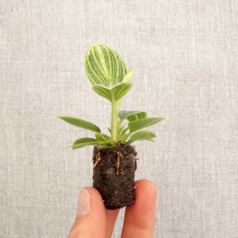 Esimerkki keväällä toimitetusta Philodendron Birkin Ribbon SYNONYME Mini-plante-taimesta