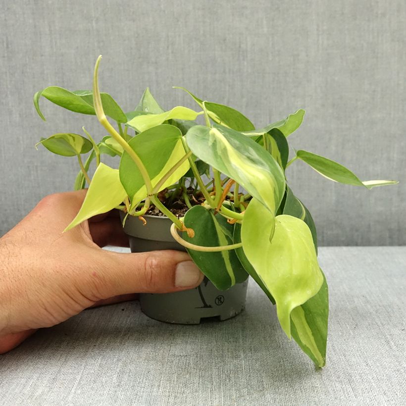 Esimerkki keväällä toimitetusta Herttaköynnösvehka Brasil 10 cm/11 cm ruukku-taimesta