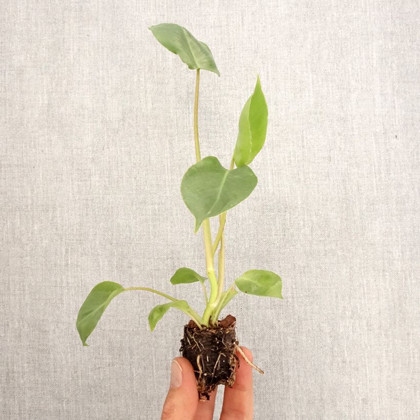 Esimerkki keväällä toimitetusta Philodendron burle-marxii Mini-plante-taimesta