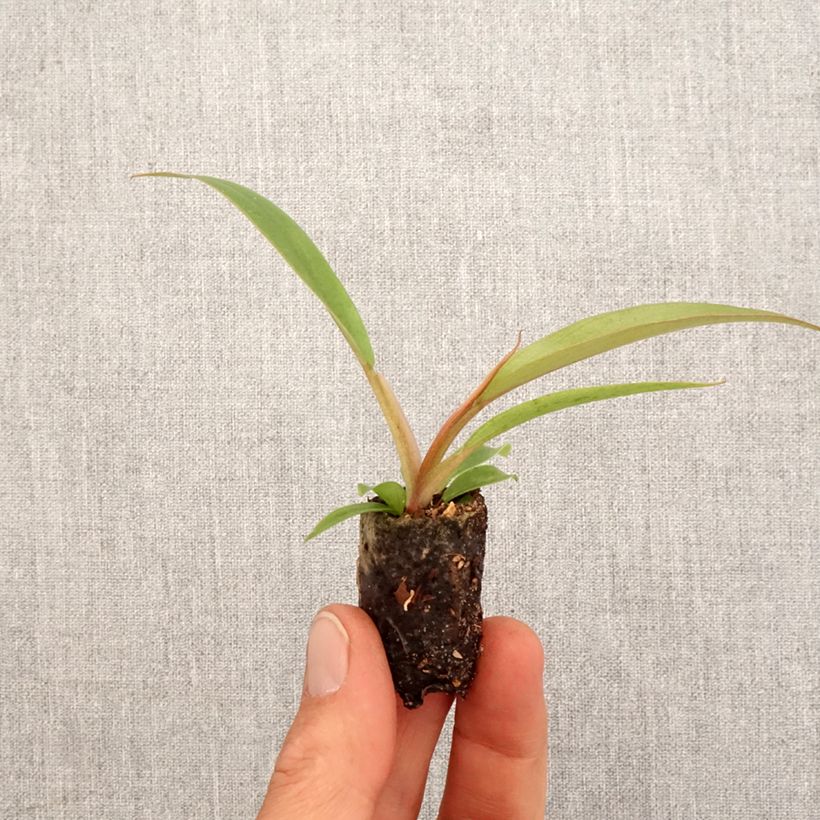Esimerkki keväällä toimitetusta Philodendron Caramel Pluto Mini-plante-taimesta