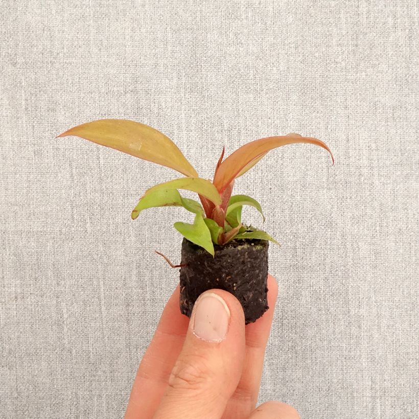 Esimerkki keväällä toimitetusta Philodendron Cherry Red Mini-plante-taimesta