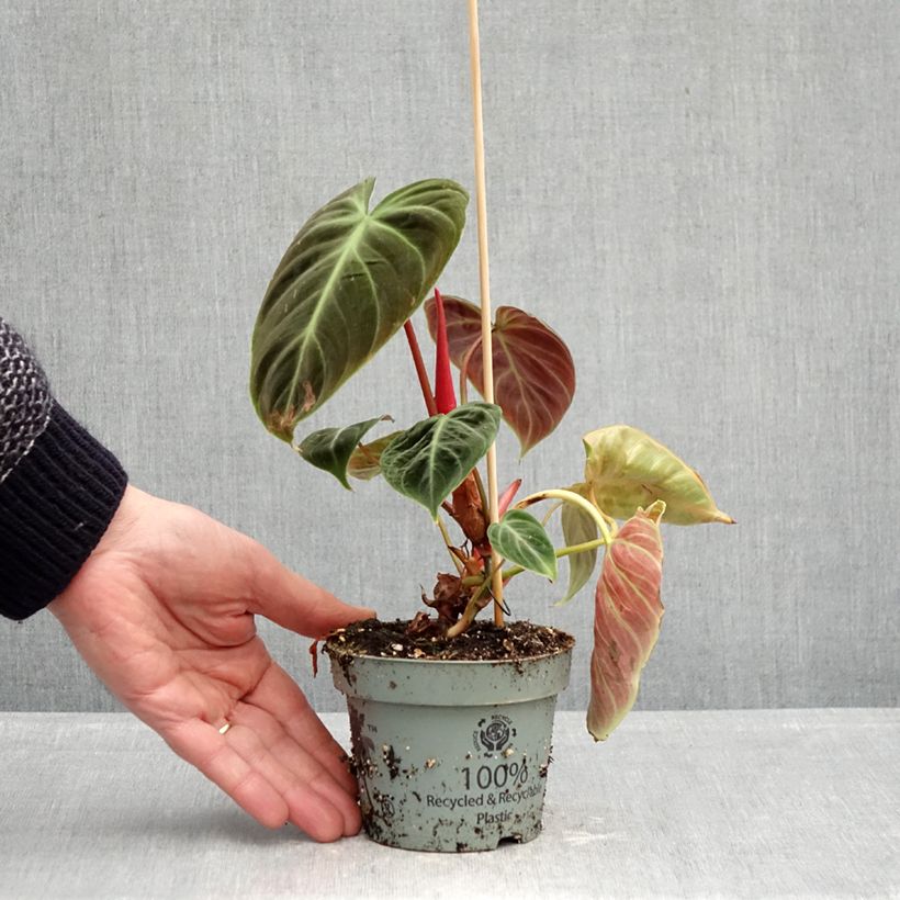 Esimerkki keväällä toimitetusta Köynnösvehka El Choco Red 12 cm / 13 cm ruukku-taimesta