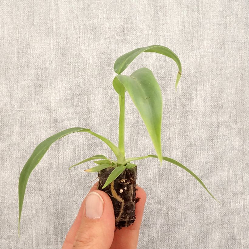 Esimerkki keväällä toimitetusta Philodendron elegans Mini-plante-taimesta