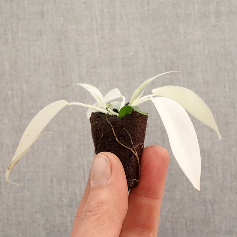 Esimerkki keväällä toimitetusta Philodendron Florida Ghost Mini-plante-taimesta