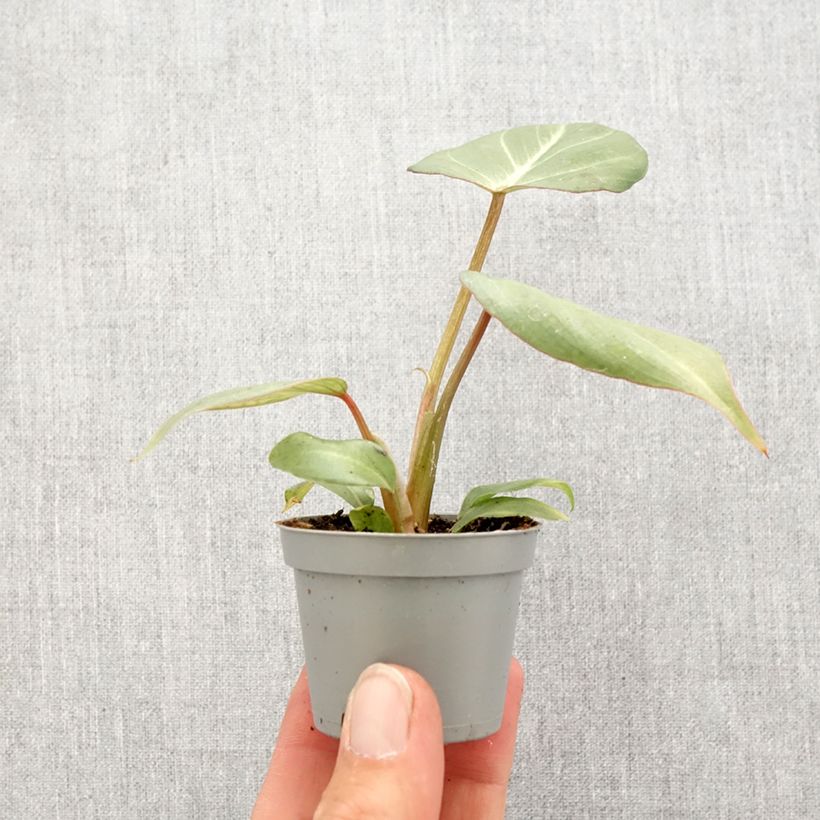 Esimerkki keväällä toimitetusta Kirjoköynnösvehka - Philodendron gloriosum Minikasvi-taimesta