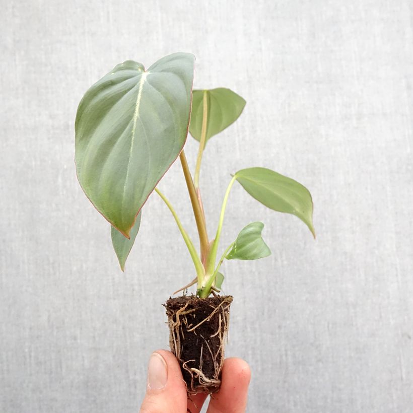 Esimerkki keväällä toimitetusta Philodendron gloriosum Mini-plante-taimesta