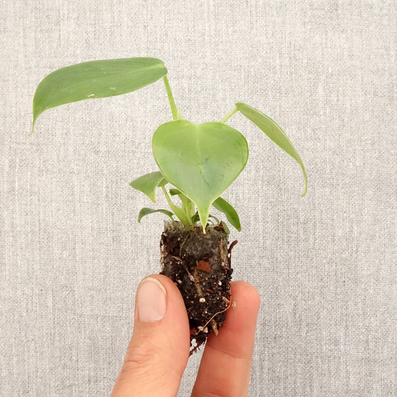 Esimerkki keväällä toimitetusta Köynnösvehka - Philodendron grazielae Minikasvi-taimesta