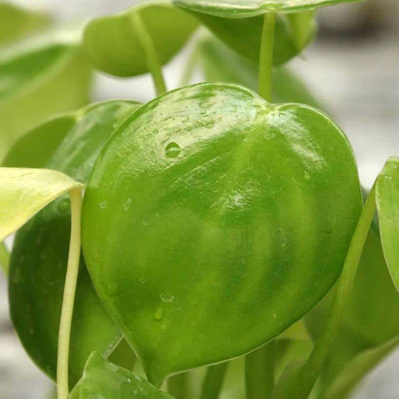Köynnösvehka - Philodendron grazielae (Lehvistö)