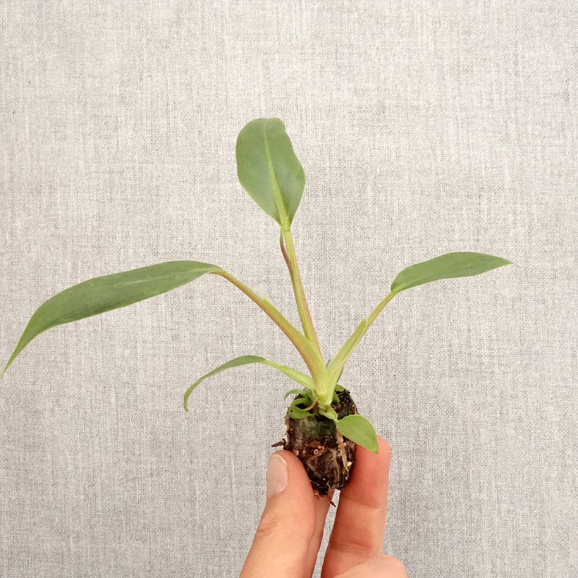 Esimerkki keväällä toimitetusta Philodendron holtonianum Trilobe Mini-plante-taimesta