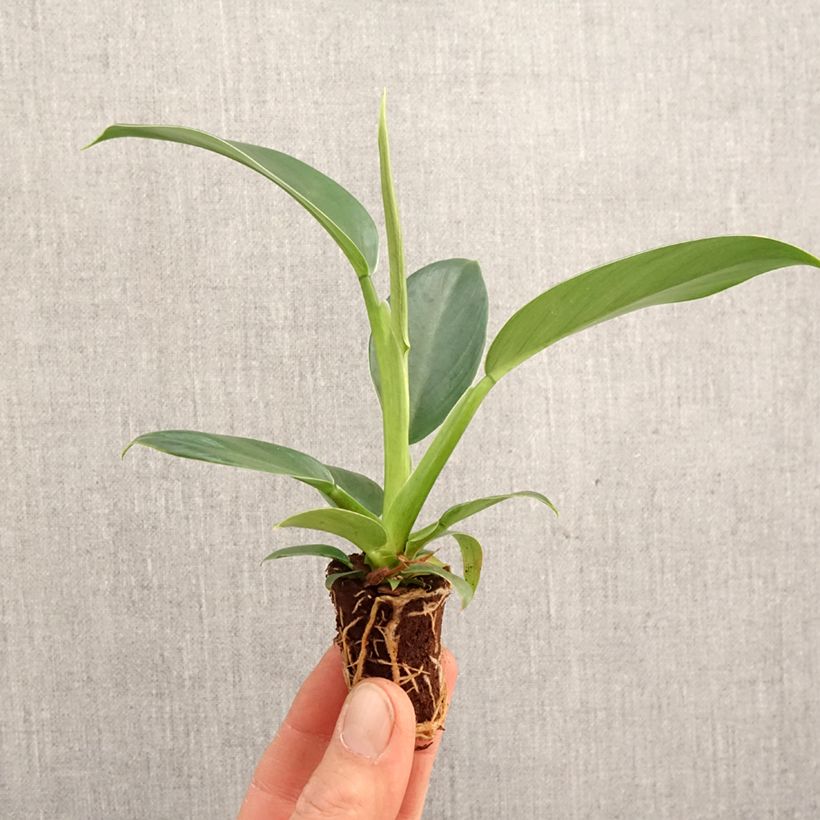 Esimerkki keväällä toimitetusta Philodendron Imperial Green Mini-plante-taimesta
