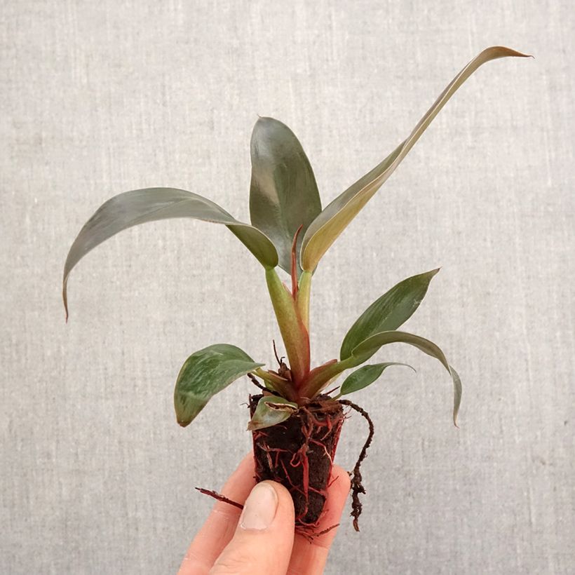 Esimerkki keväällä toimitetusta Philodendron Imperial Red Mini-plante-taimesta