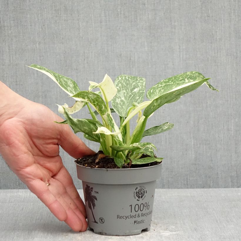Esimerkki keväällä toimitetusta Köynnösvehka Jose Buono 12 cm / 13 cm ruukku-taimesta